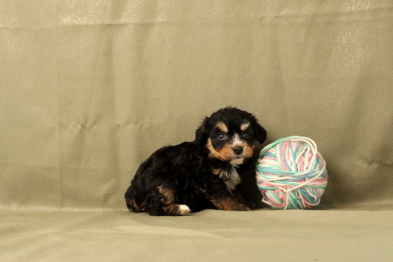 puppy, for, sale, Mini Bernedoodle F2, Matthew B. Stoltzfus, dog, breeder, Gap, PA, dog-breeder, puppy-for-sale, forsale, nearby, find, puppyfind, locator, puppylocator, aca